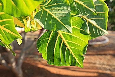 点阵风沙盒经营模拟《工匠镇》确定6月22日steam正式发售